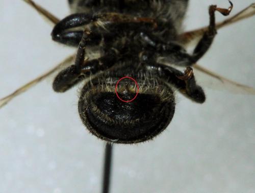 Megachile ericetorum